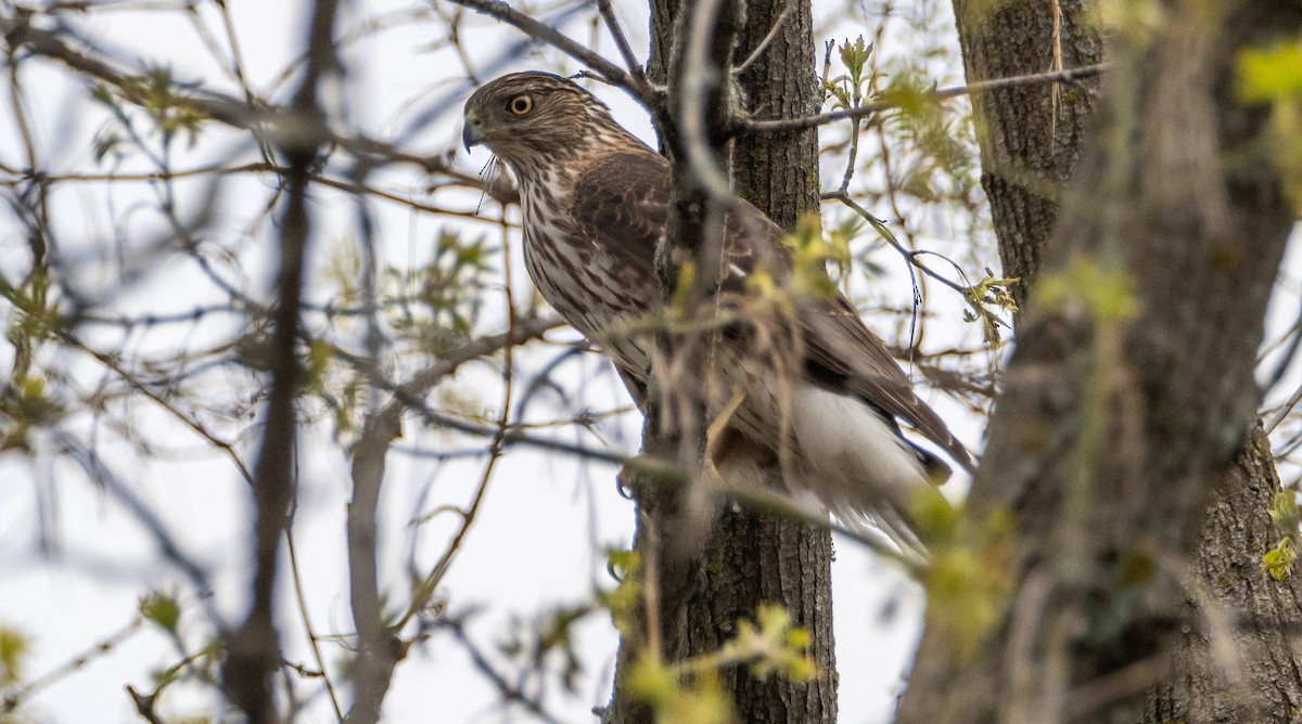 Cooper's Hawk - Matt M.