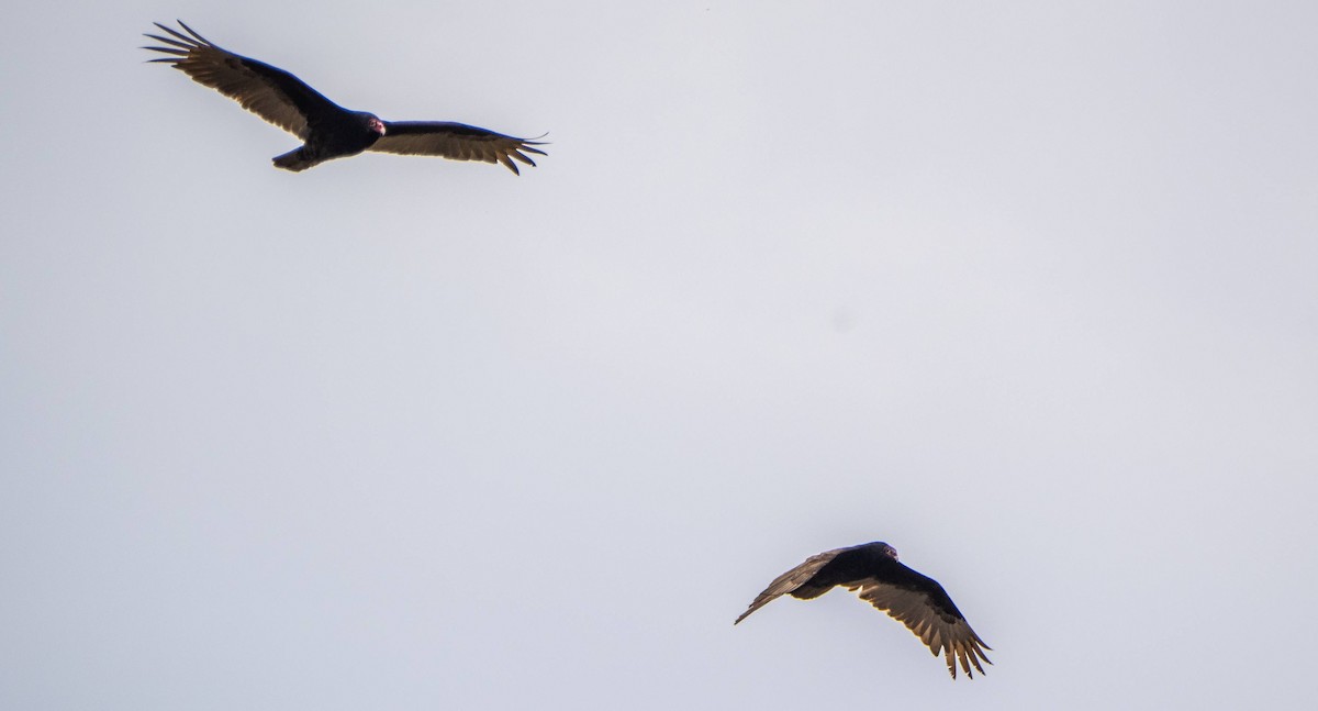 Turkey Vulture - Matt M.