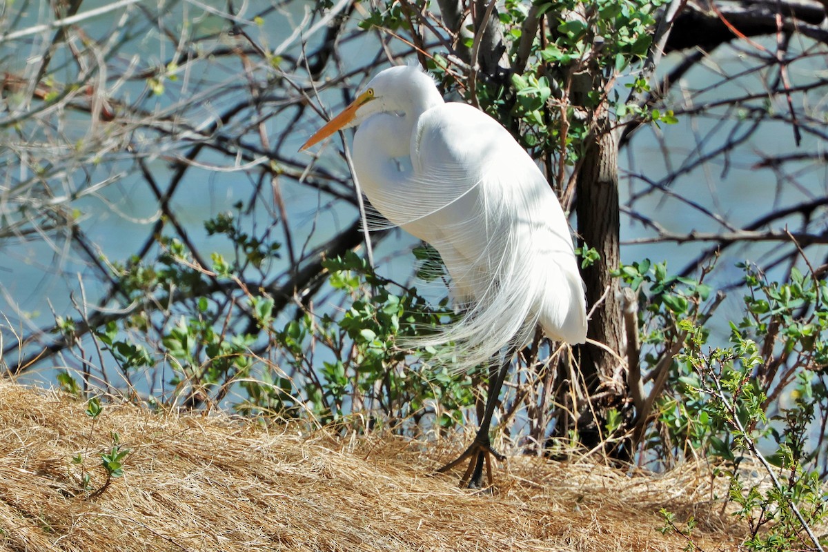 Great Egret - Risë Foster-Bruder