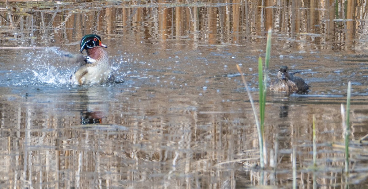 Wood Duck - Matt M.