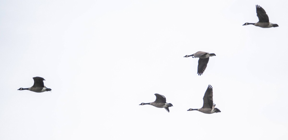 Canada Goose - Matt M.