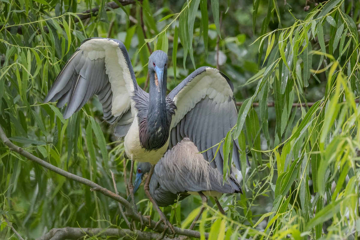 Tricolored Heron - Scott France