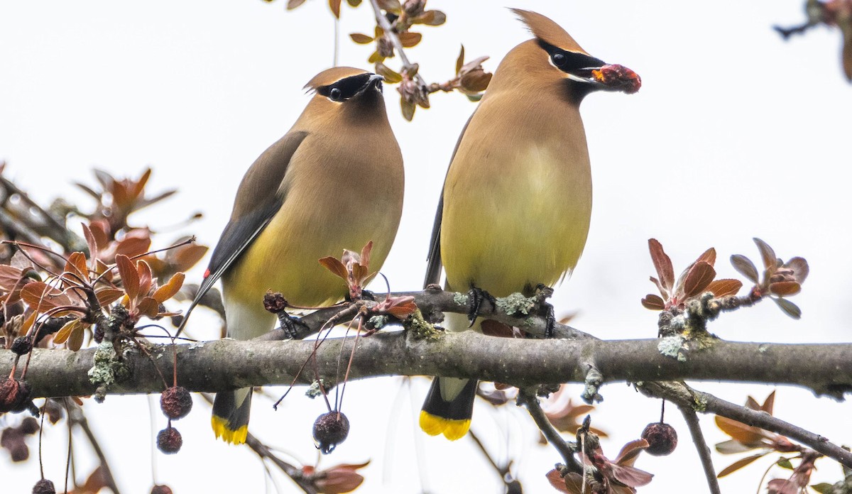 Cedar Waxwing - Matt M.