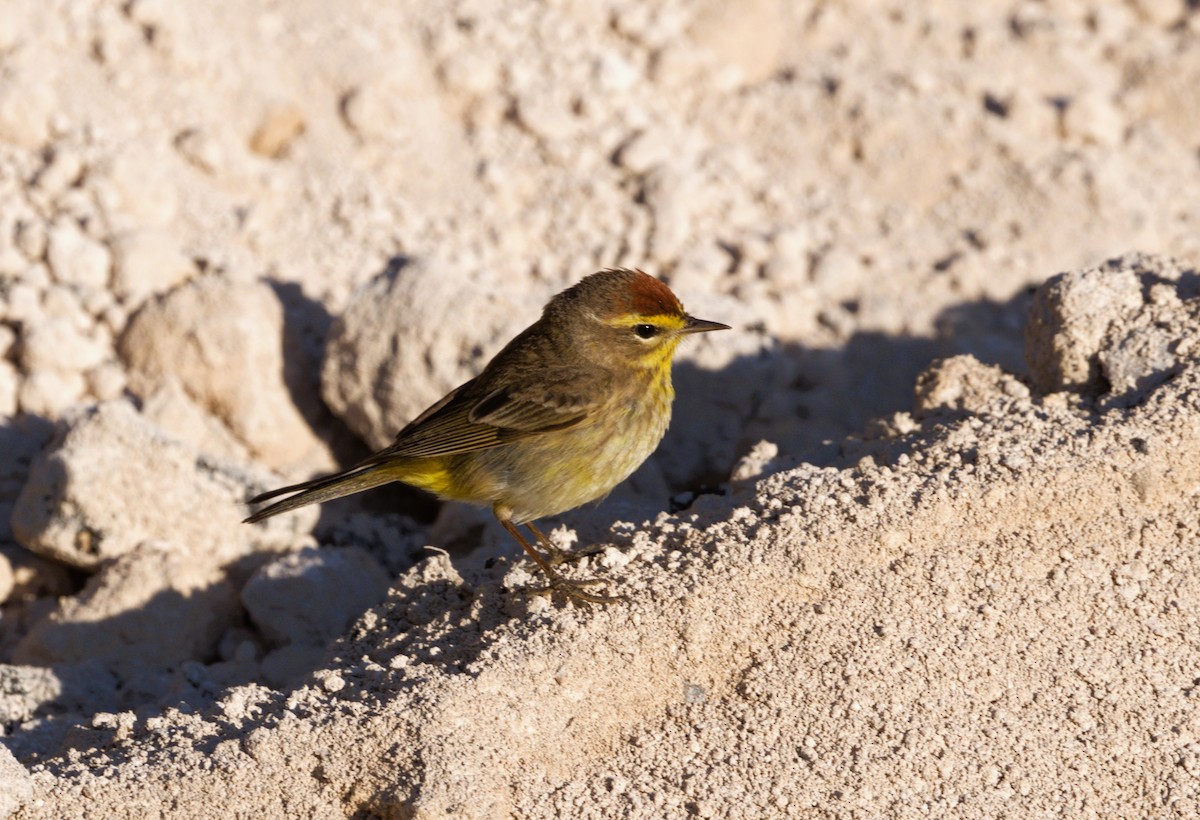 Palm Warbler - ML618249923