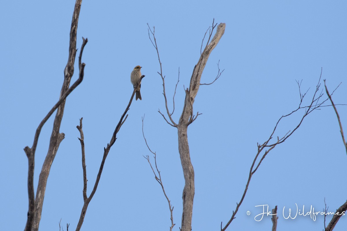 Yellow-plumed Honeyeater - ML618249936