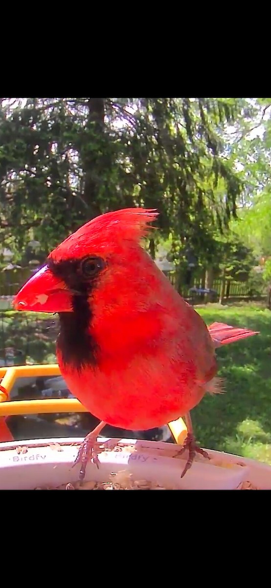 Northern Cardinal - Michael Prigge