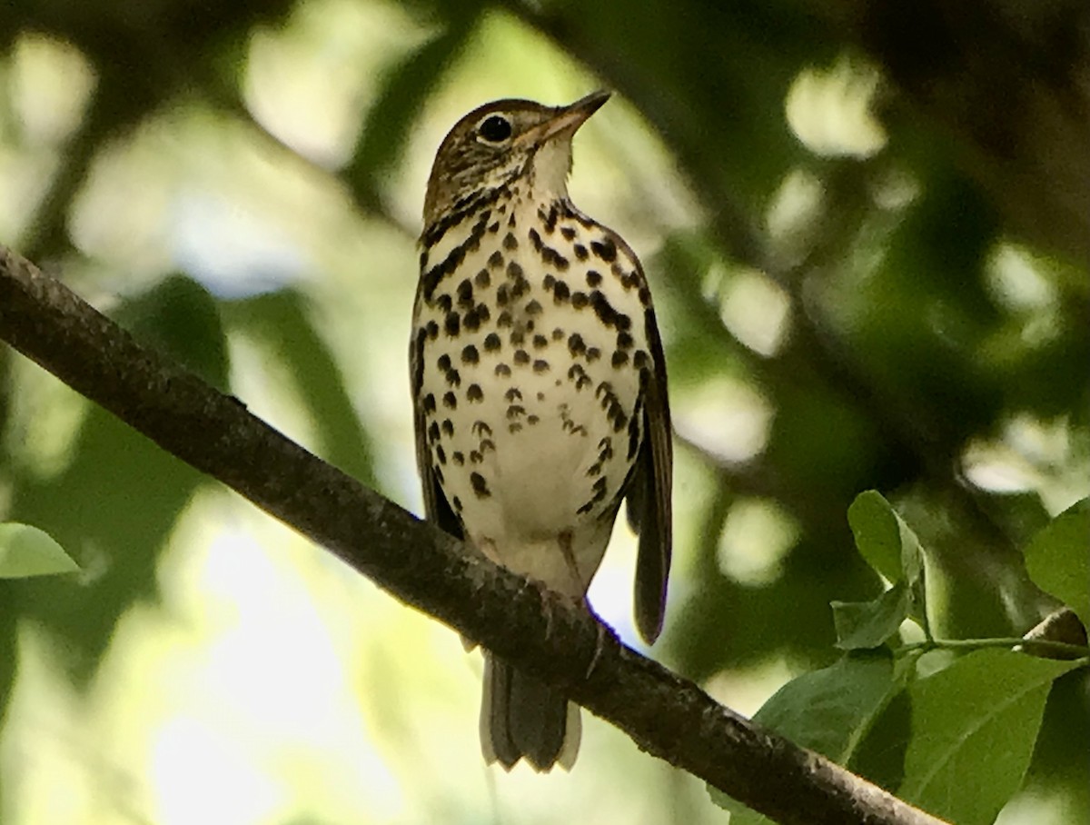 Wood Thrush - Mark Greene