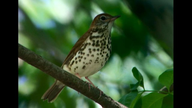 Wood Thrush - ML618249962