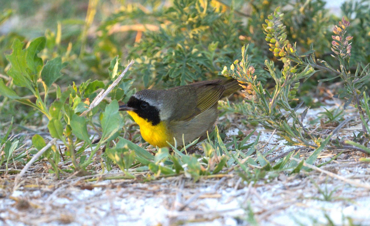 Common Yellowthroat - ML618249967