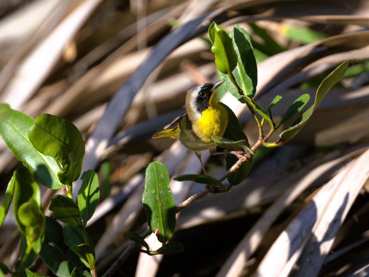 Common Yellowthroat - Bruce Cochrane