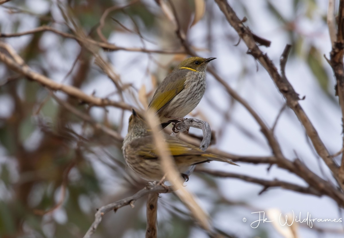 Yellow-plumed Honeyeater - JK Malkoha