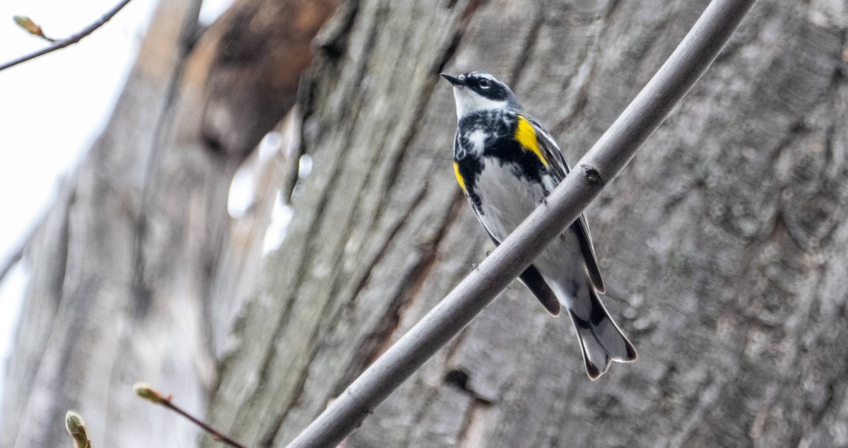 Yellow-rumped Warbler - Matt M.