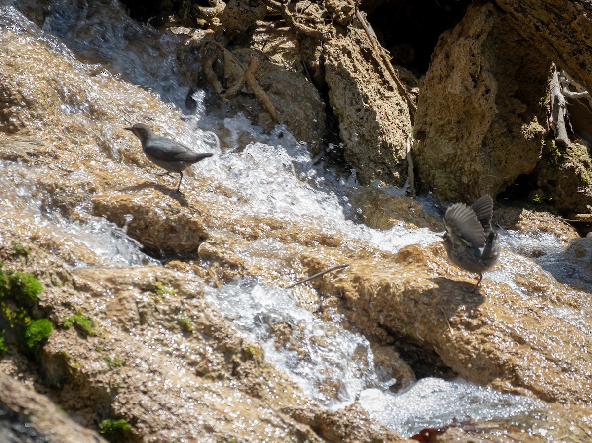 American Dipper - Daniel Mérida