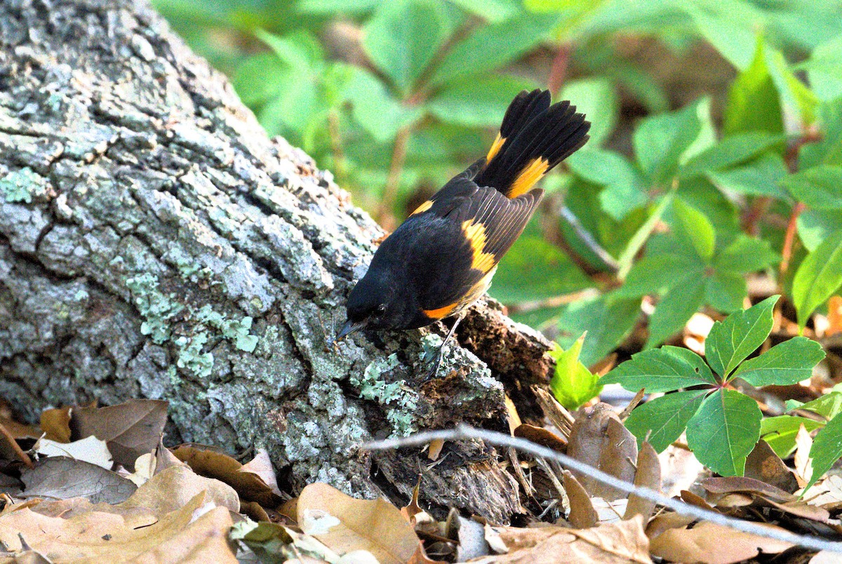 American Redstart - ML618250036