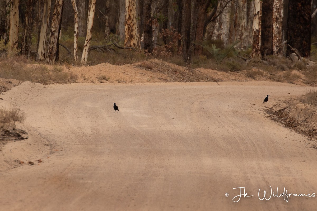 Avustralya Saksağanı (dorsalis) - ML618250041
