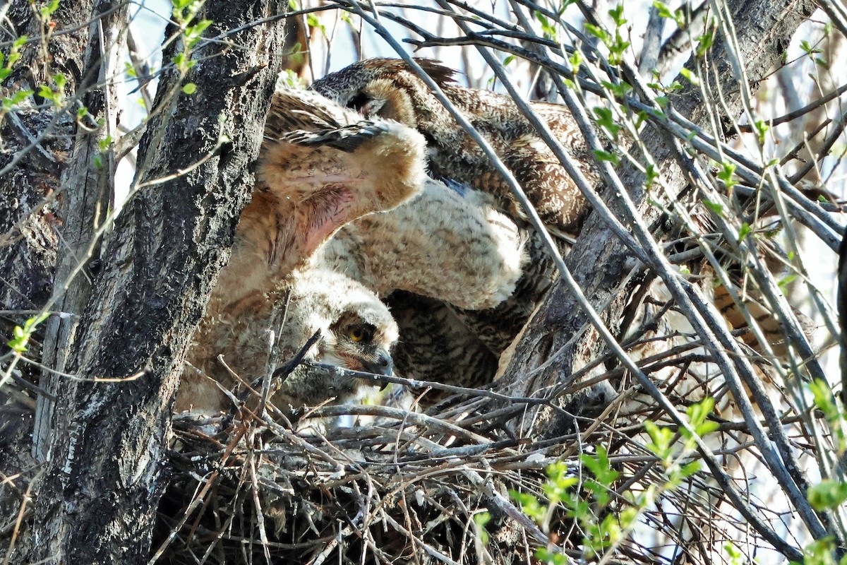 Great Horned Owl - Risë Foster-Bruder