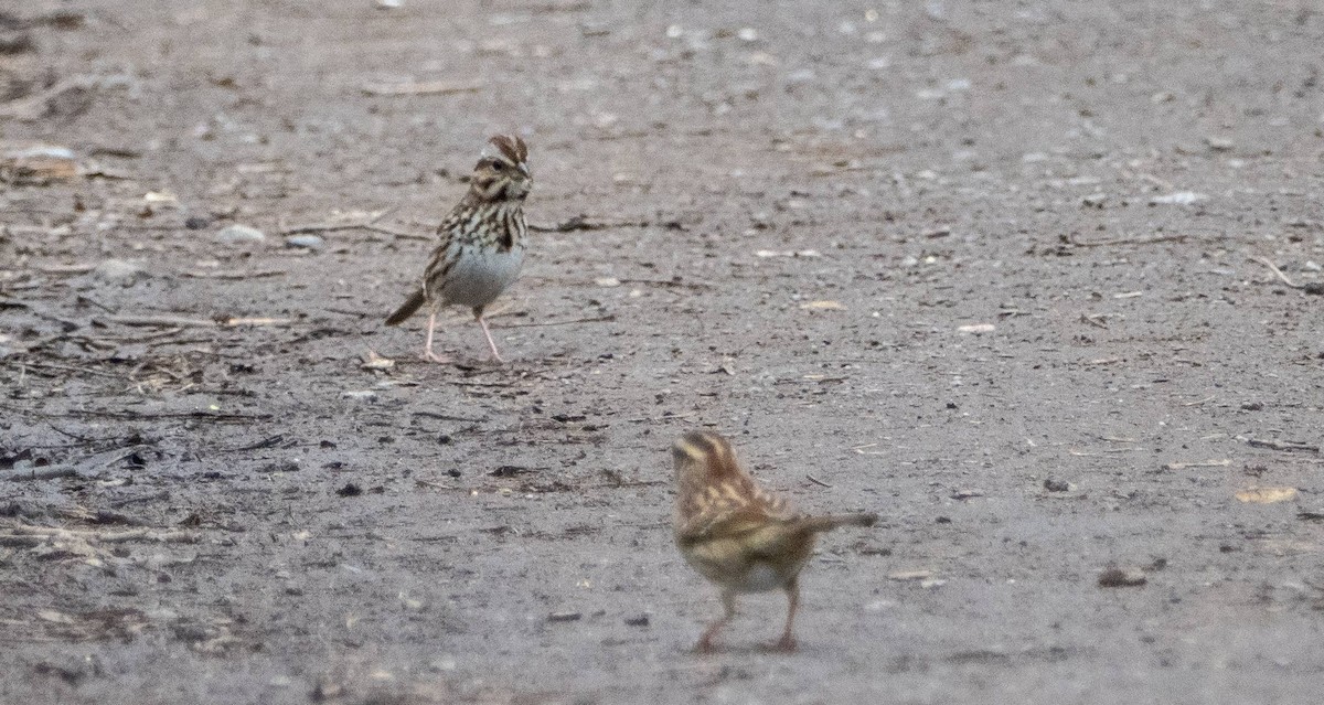 Song Sparrow - Matt M.