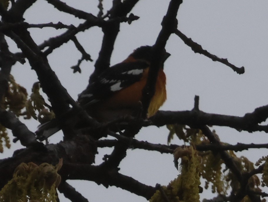 Black-headed Grosbeak - Steven Hemenway