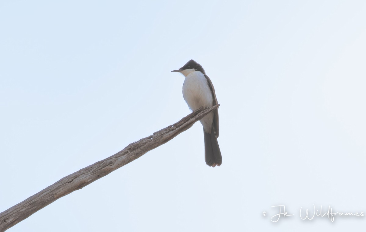 Restless Flycatcher - JK Malkoha