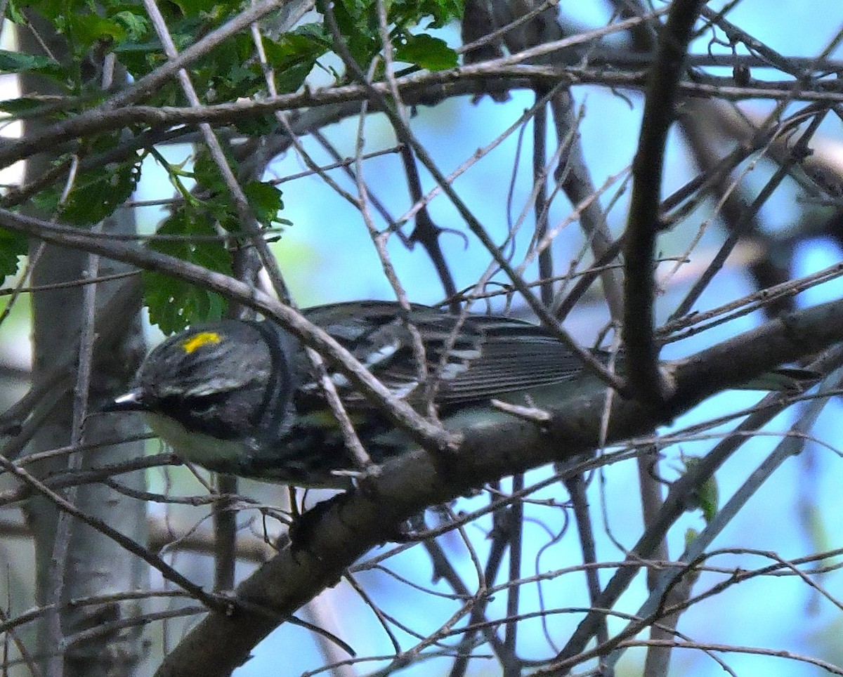 Yellow-rumped Warbler - Eric Michael