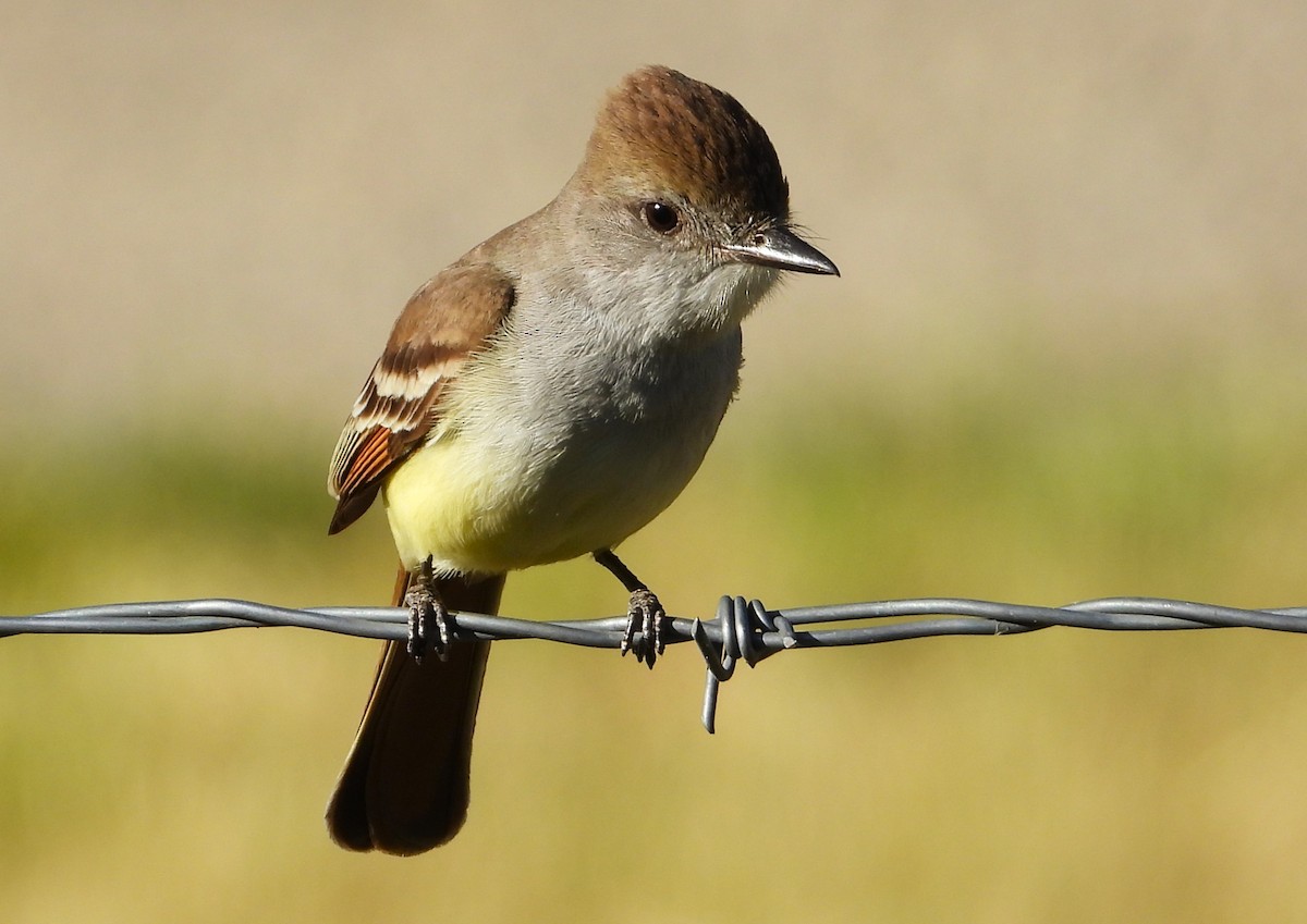 Ash-throated Flycatcher - Douglas Long