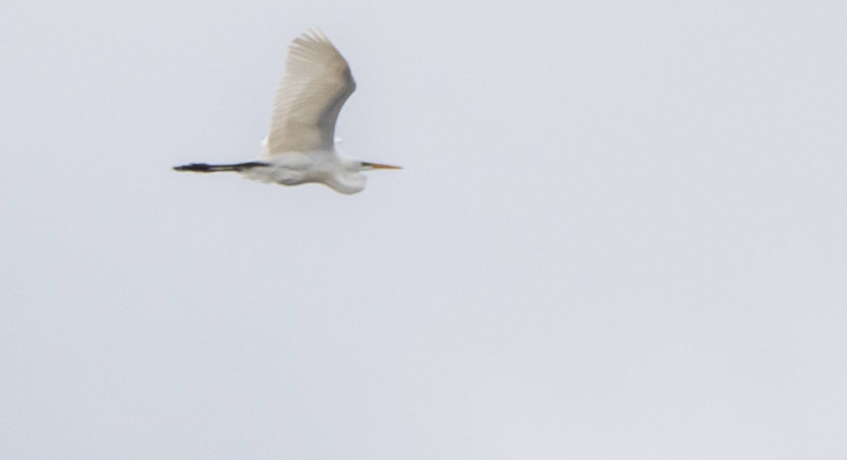 Great Egret - Matt M.