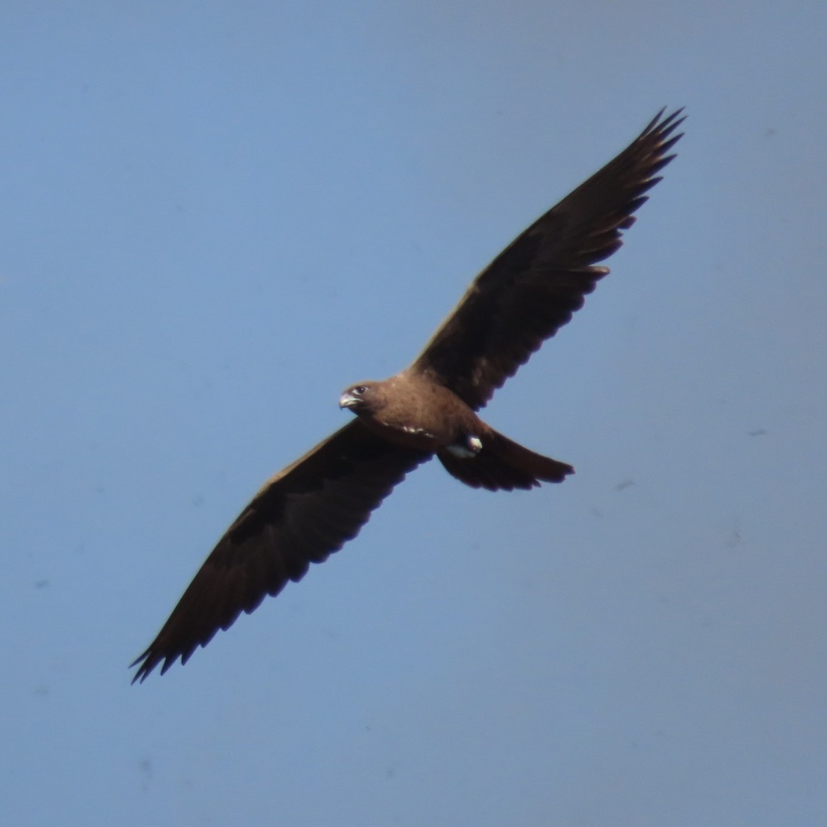 Black Falcon - Sarah Chaplin