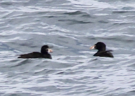 Surf Scoter - Charlie   Nims