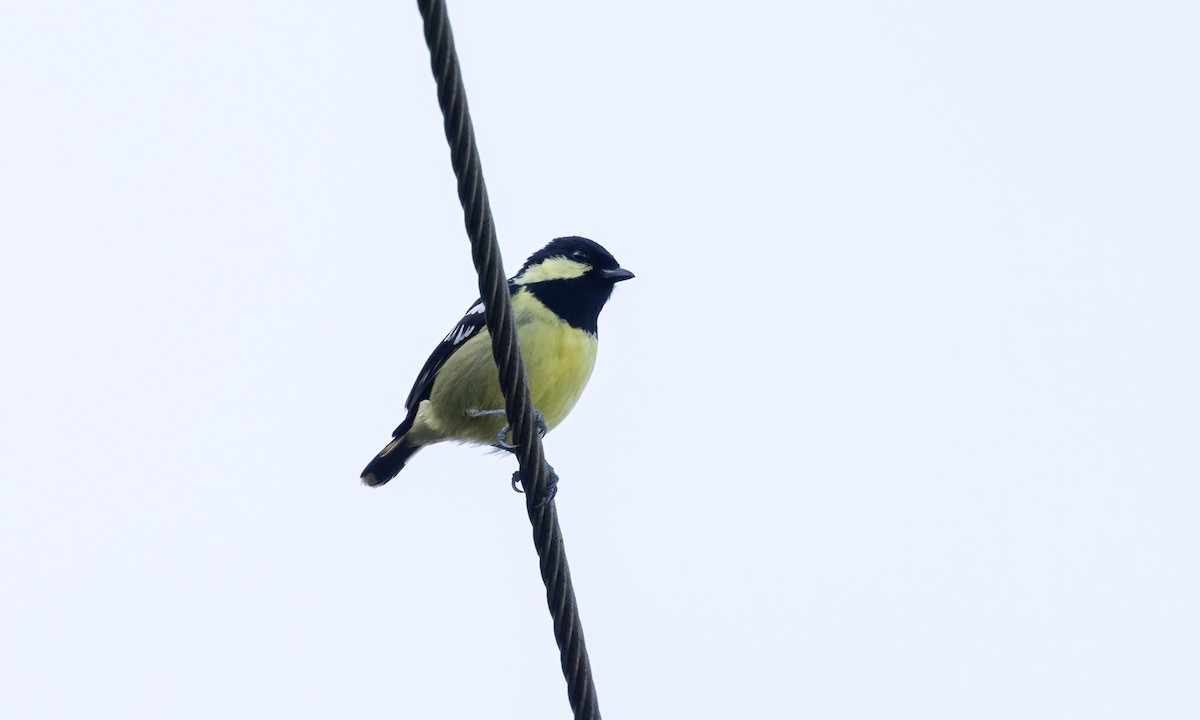 Elegant Tit - Paul Fenwick