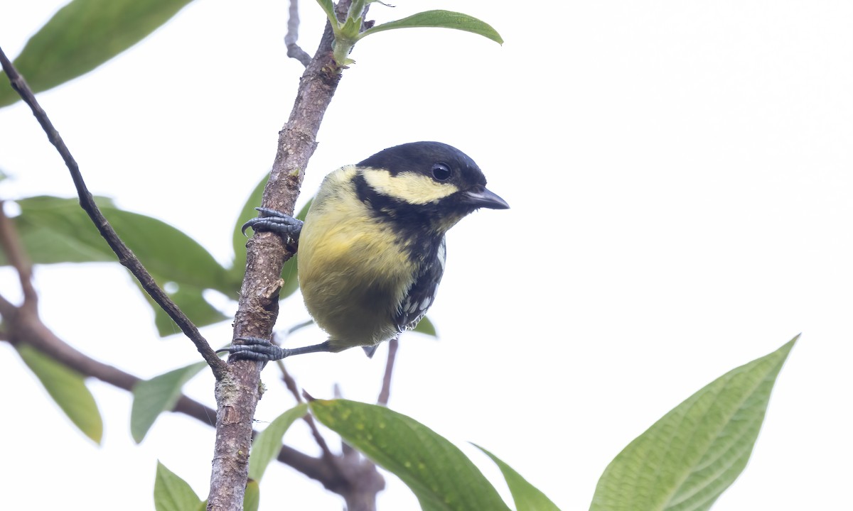 Elegant Tit - Paul Fenwick