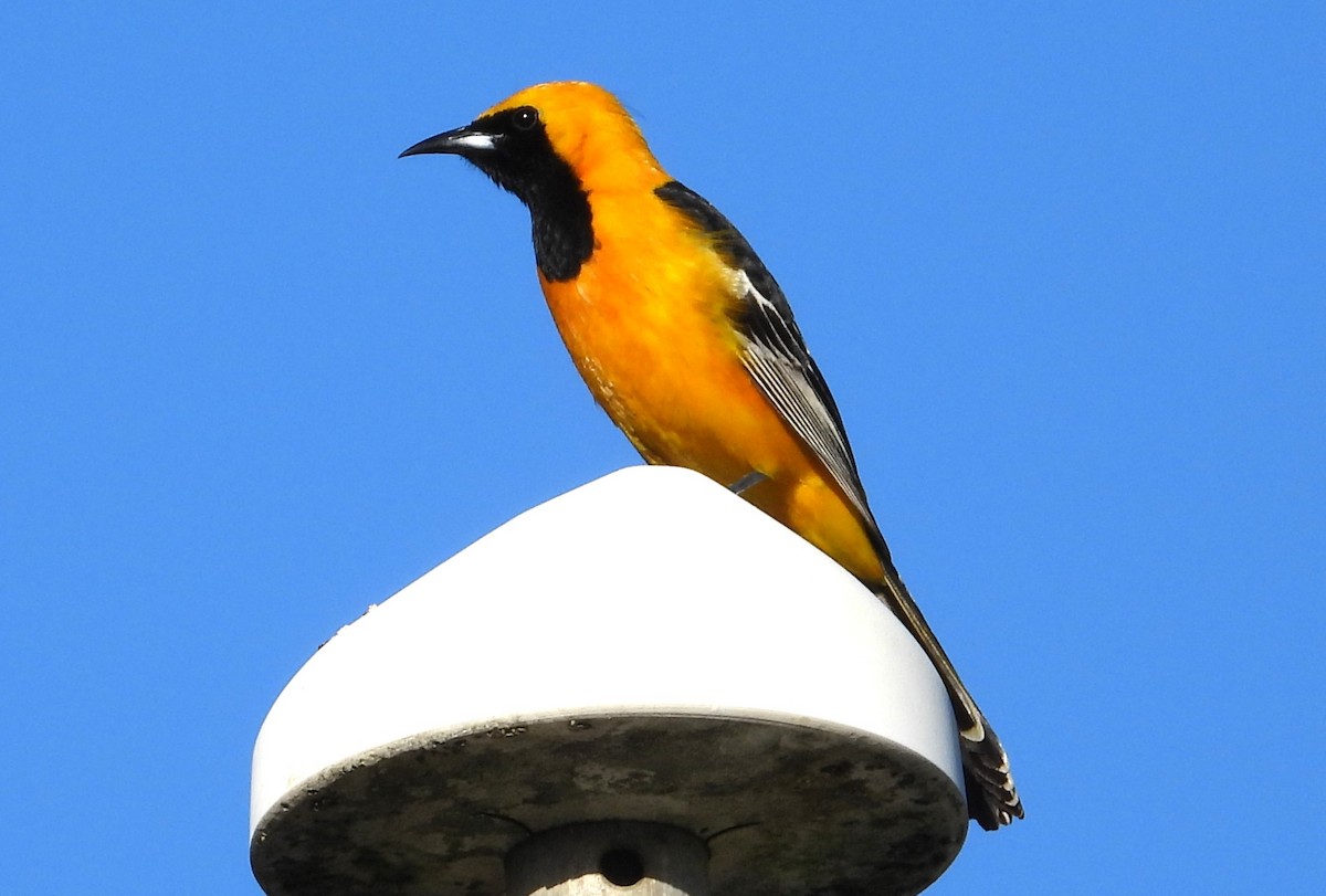 Hooded Oriole - Douglas Long