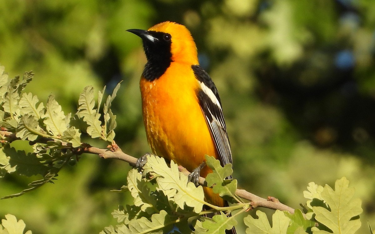 Hooded Oriole - Douglas Long