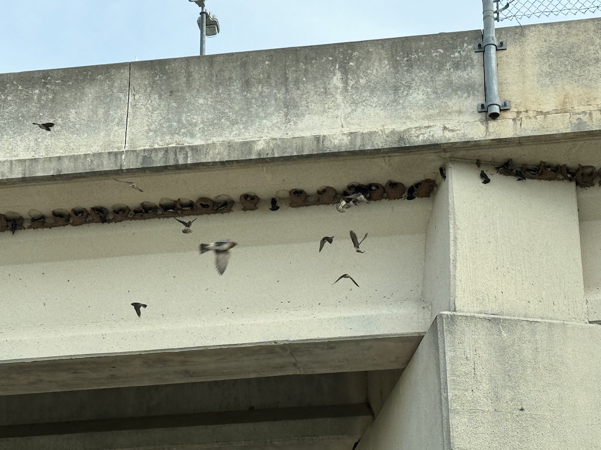 Cliff Swallow - Julie Miller-Cribbs