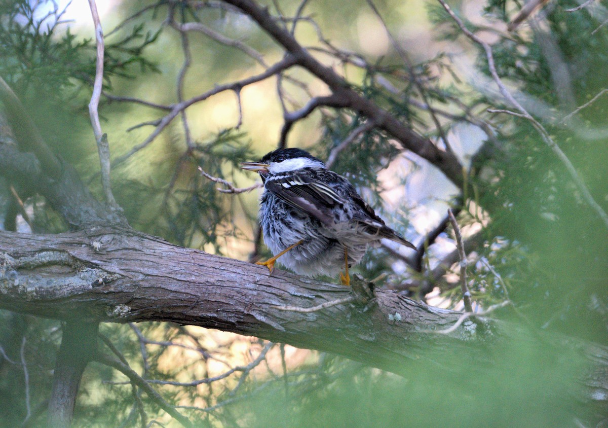 Blackpoll Warbler - ML618250166