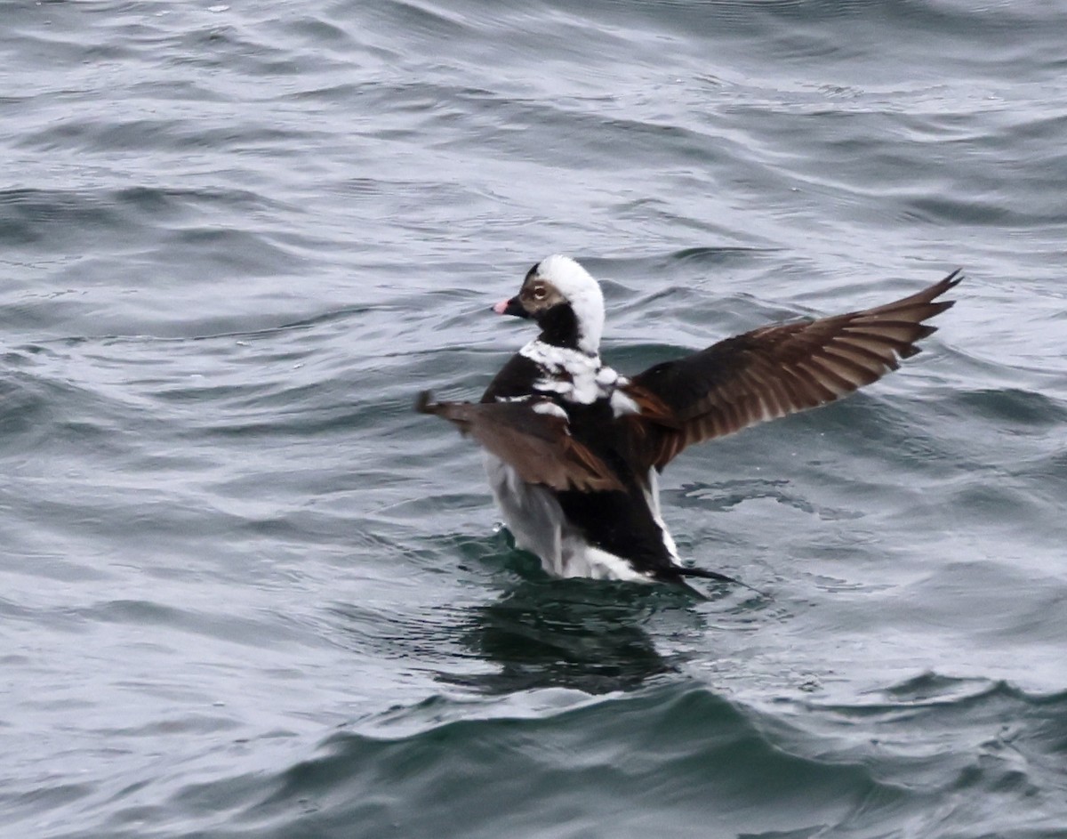 Long-tailed Duck - Charlie   Nims