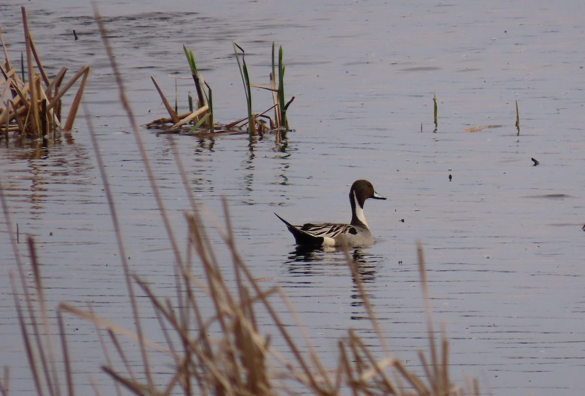 Northern Pintail - T. Mathewson