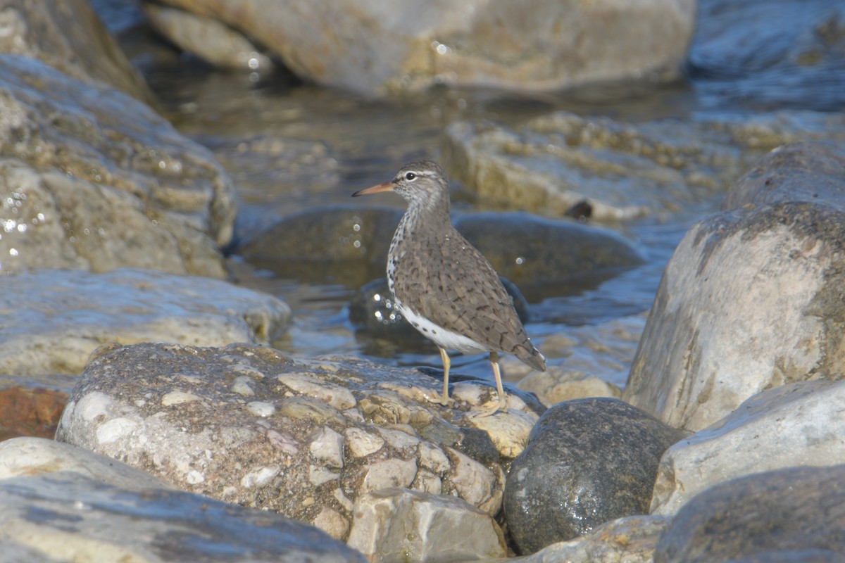 Spotted Sandpiper - Cathy Del Valle