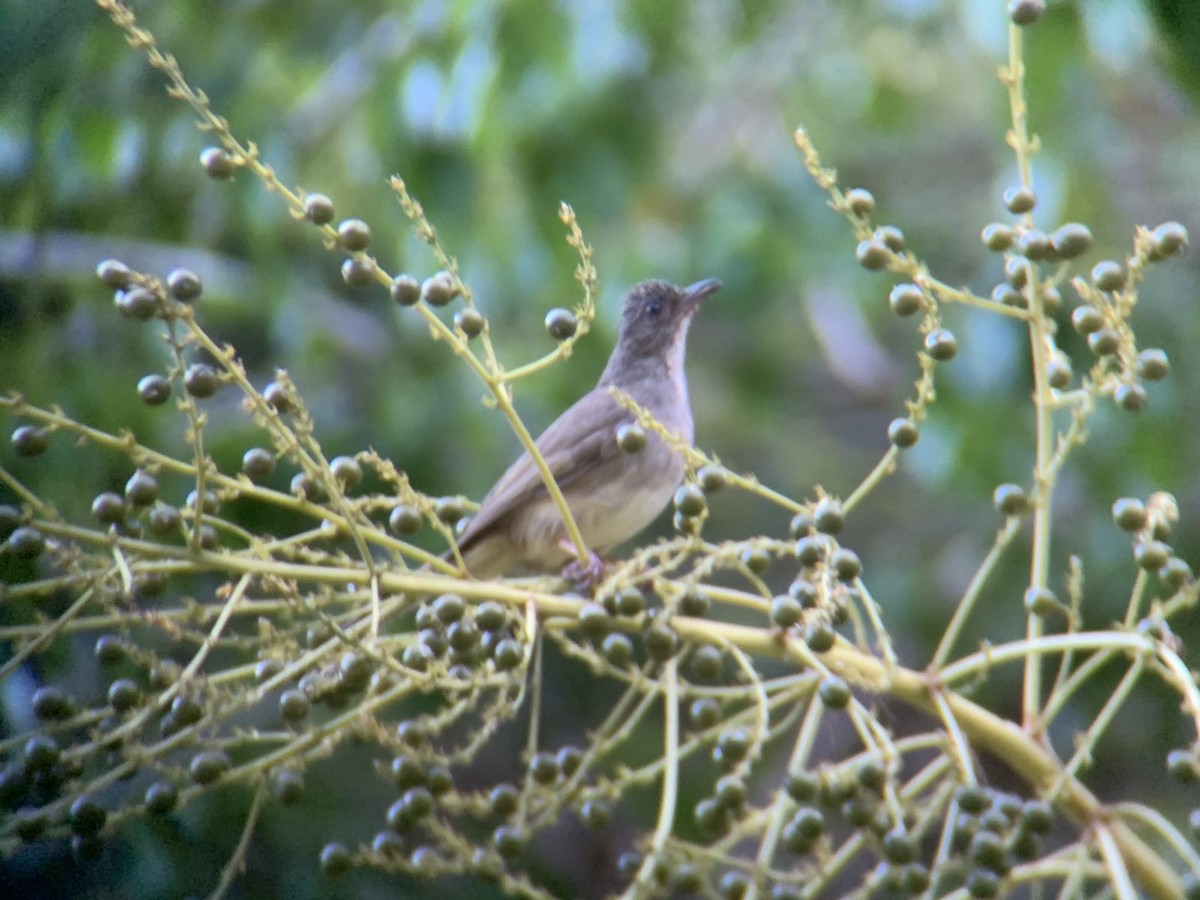 Bulbul à front cendré - ML618250301