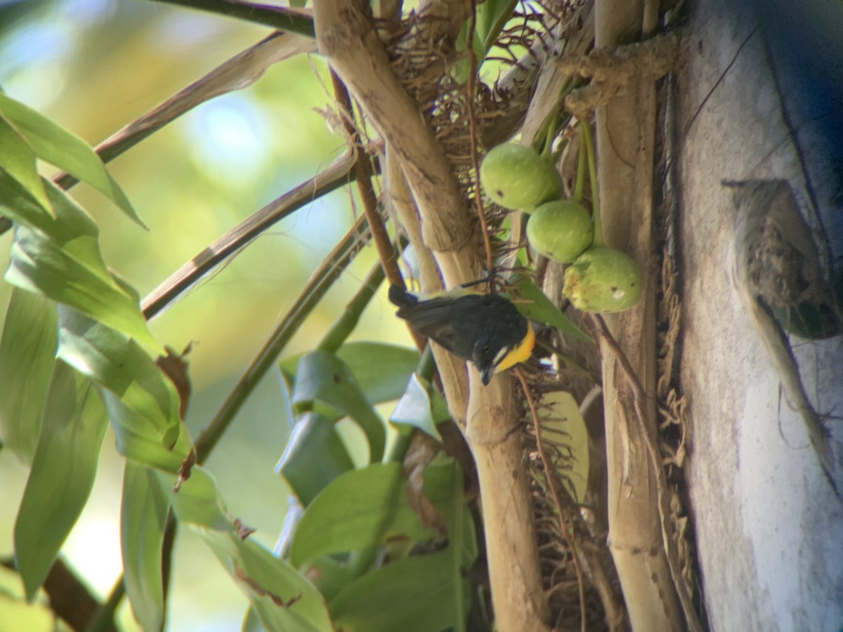 Palawan Flowerpecker - ML618250333