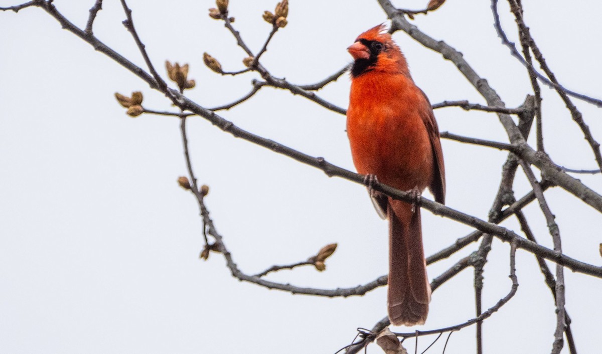 Northern Cardinal - Matt M.