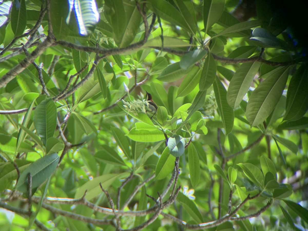 Желтогорлая нектарница - ML618250340