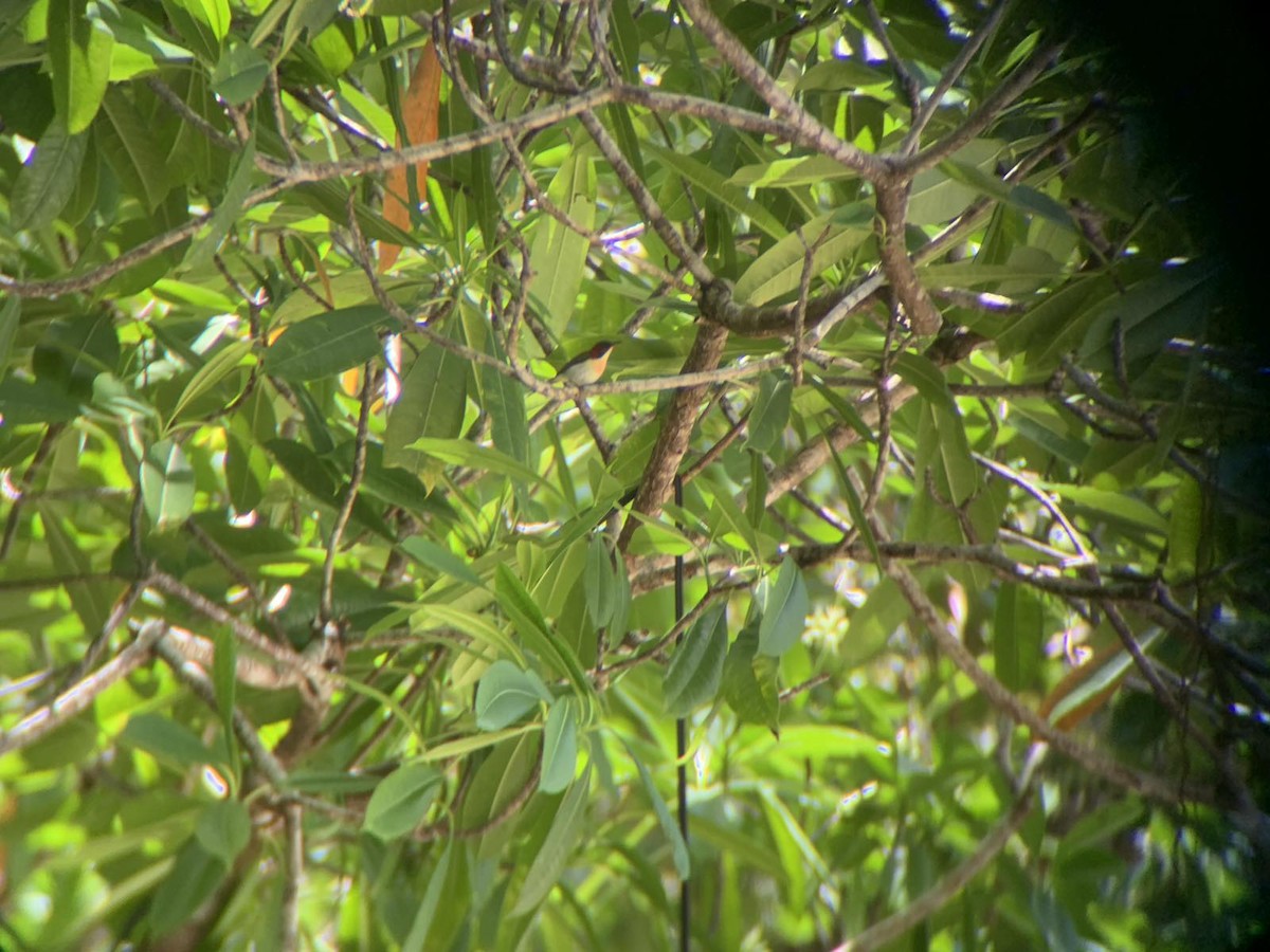 Желтогорлая нектарница - ML618250341