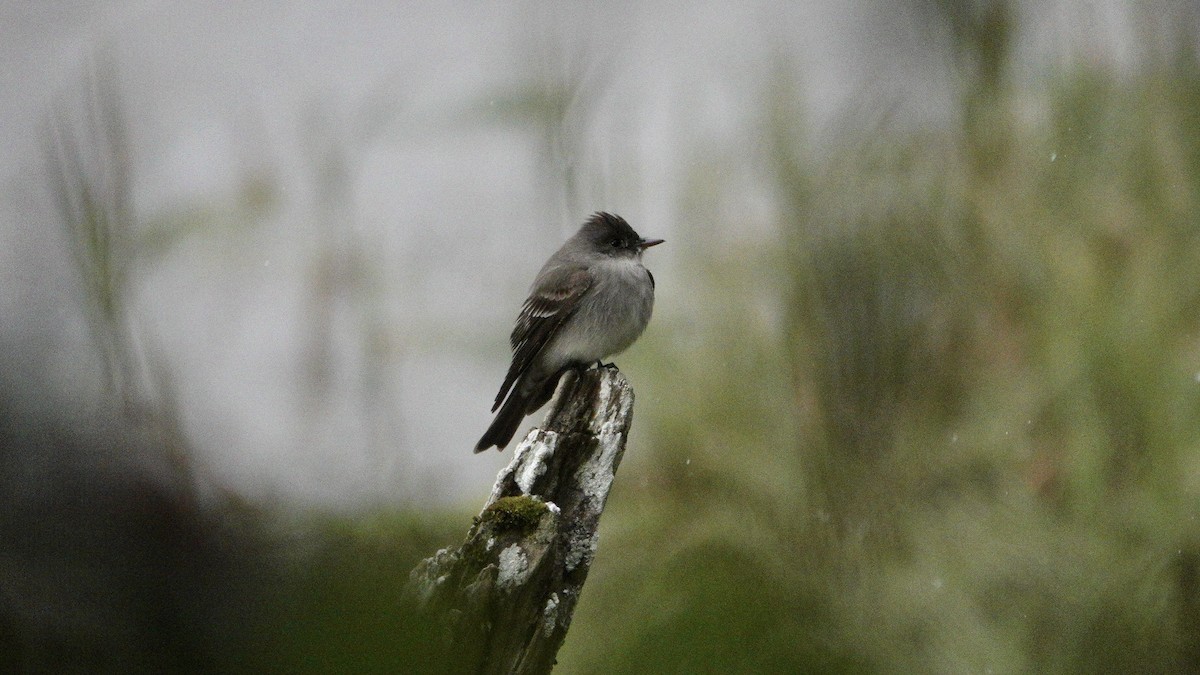 Western Wood-Pewee - Wink Gross