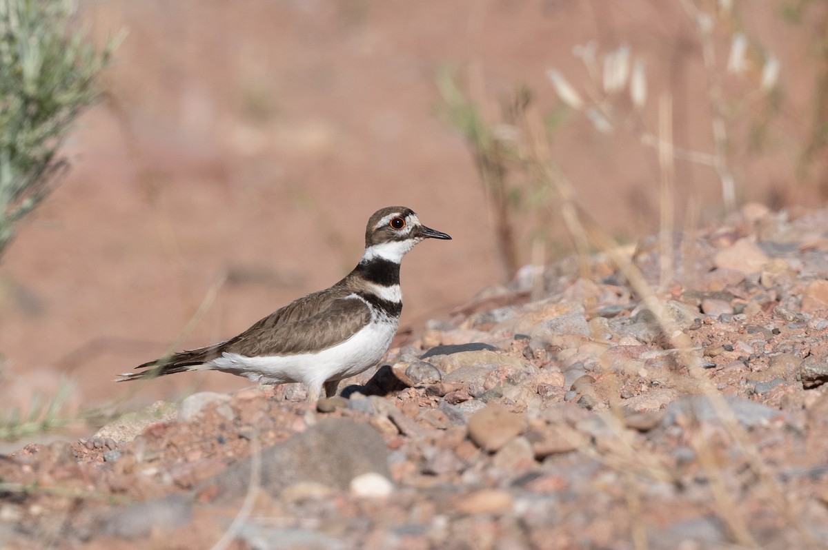 Killdeer - T. Jay Adams