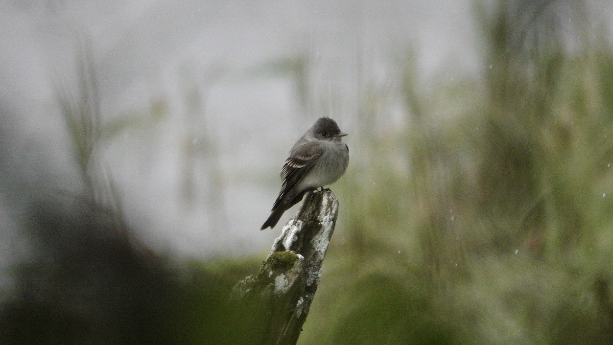 Western Wood-Pewee - Wink Gross