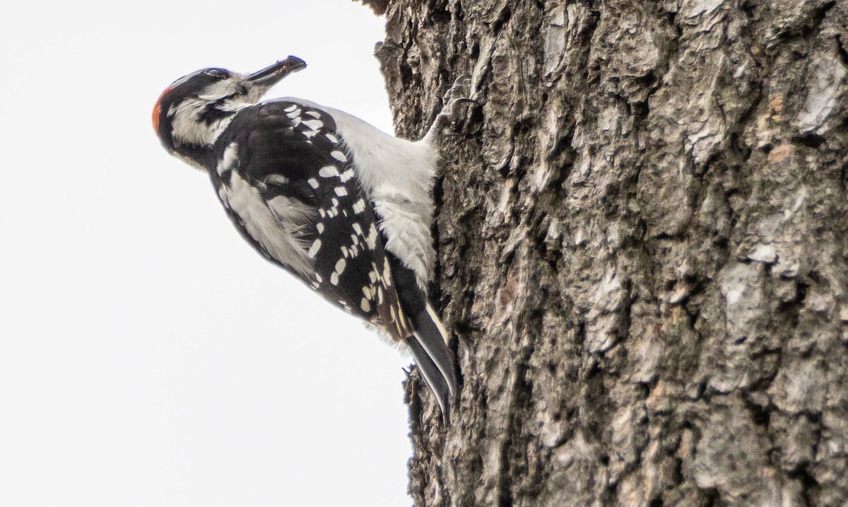 Hairy Woodpecker - Matt M.