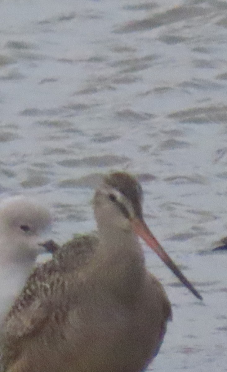 Marbled Godwit - Darcy Juday