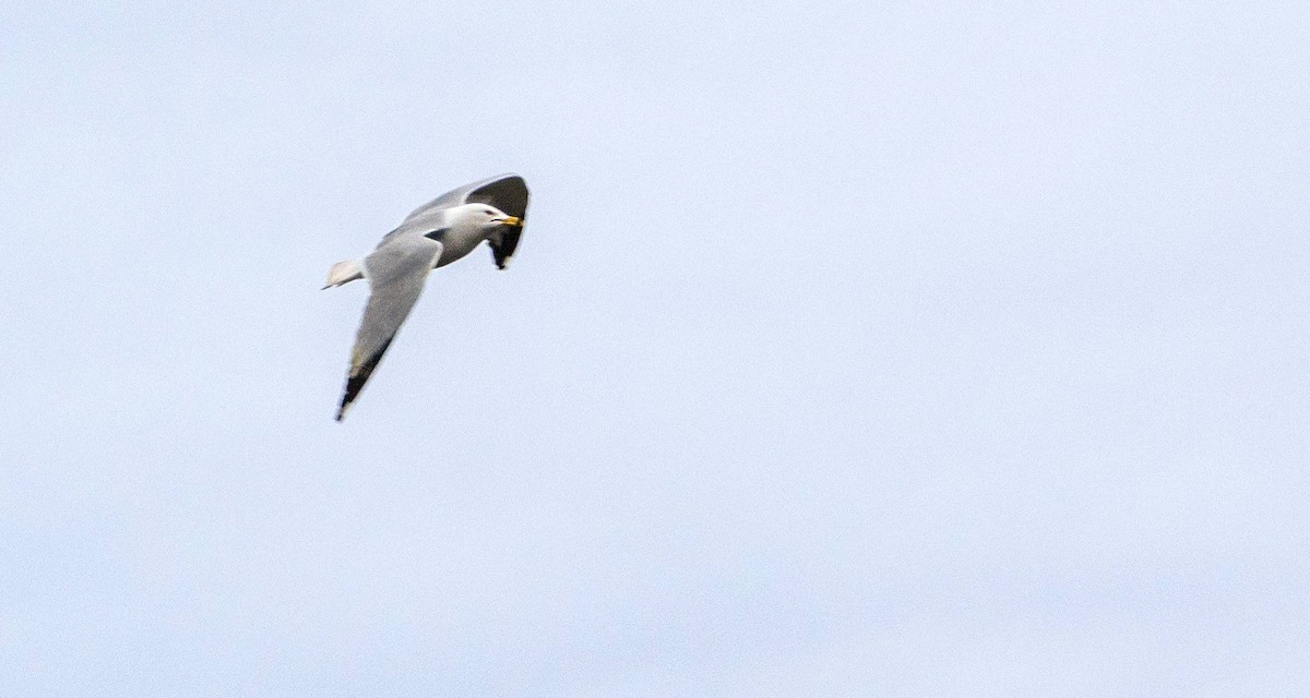 Ring-billed Gull - Matt M.