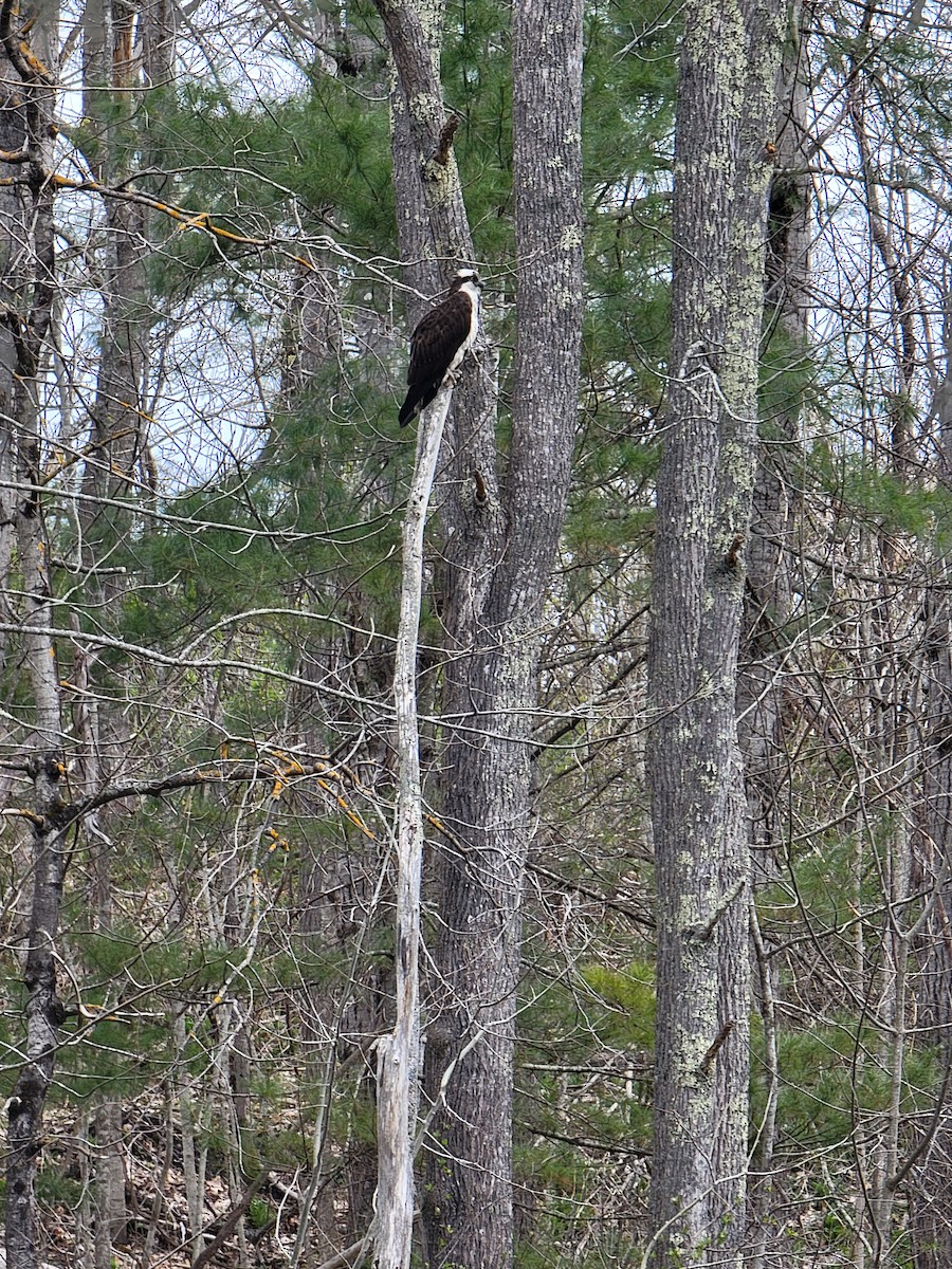 Osprey - Kathie Brown