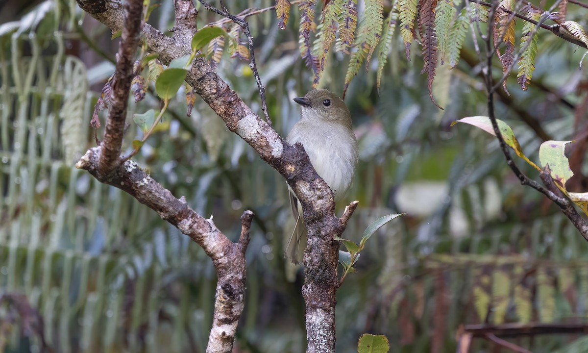 Green-backed Whistler - Paul Fenwick